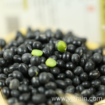 Wholesale Agriculture Products high quality black beans